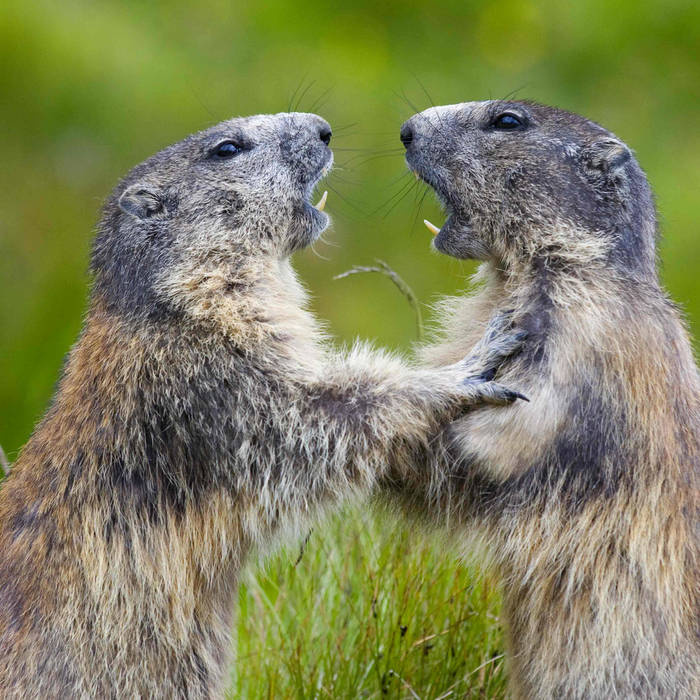 Marmottes : la guerre des clans